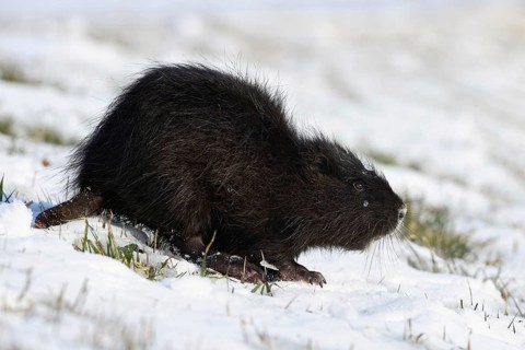 Tough times... Nutria (Myocastor coypus) with frozen tail in the snow, North Rhine-Westphalia,