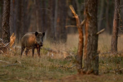 Careful... Wild boar (Sus scrofa), wild boar in summer, short-haired summer coat, summer rind