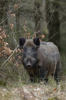 Encounter in the undergrowth... Wild boar (Sus scrofa), sow, wild boar, wild boar at the edge of