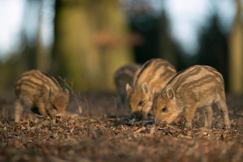 Always hungry... Wild boar (Sus scrofa), wild boar, wild boar, wild boar piglets, piglets, piglets
