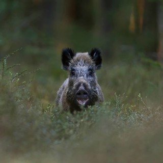Surprising encounter... Wild boar (Sus scrofa) in the forest, standing in the thicket, in the