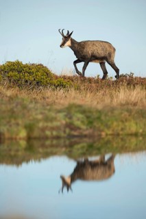 At the water... Chamois (Rupicapra rupicapra) running along a lake, reflected in a small mountain