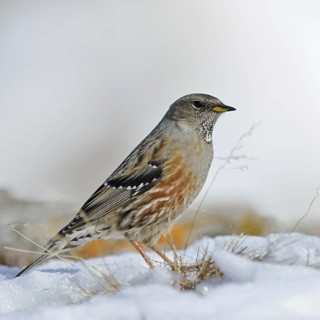 The snow is thawing... Alpine accentor (Prunella collaris) in its habitat in the high Alps, robust