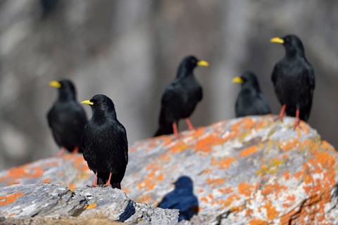 A whole flock... Alpine chough (Pyrrhocorax graculus), several birds sitting on a rock overgrown