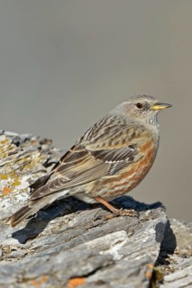 Impressive survivor... Alpine accentor (Prunella collaris), perfectly adapted high mountain bird