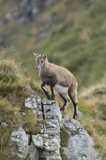 Skilful climbers... Alpine ibex (Capra ibex), young animal on the move in rocky terrain in the