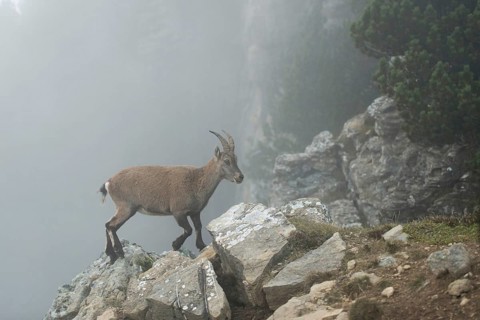 High up in the mountains...Capra ibex, adult female ibex climbs over boulders on the edge of a