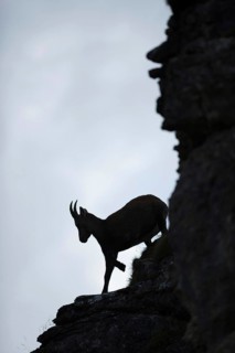 Downhill... Alpine ibex (Capra ibex), silhouette, silhouette in the steep face, female ibex, ibex