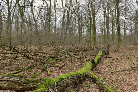 Deadwood... Hambach Forest, North Rhine-Westphalia, old, species-rich, natural remaining forest in