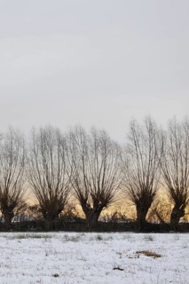 Just outside the Tor tor of Düsseldorf... Row of pollarded trees and copses in the Ilvericher