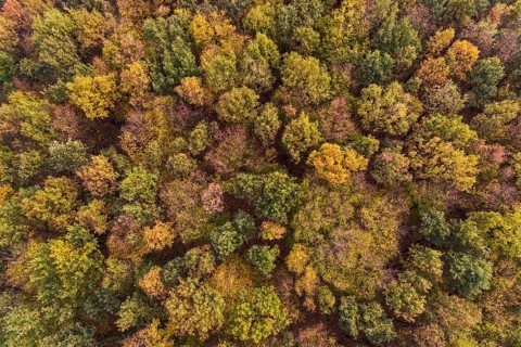 Trees in autumn, autumnal coloured treetops, bright autumn colours, colour palette, aerial view,