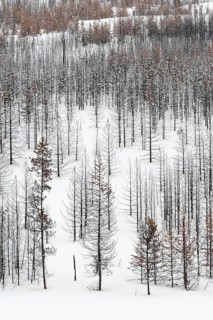 Deadwood in Yellowstone National Park, view over a vast, largely dead forest, coniferous forest in