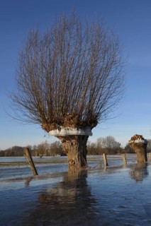 In frosty cold weather... Head willow (high Rhine flood in winter 2020, 2021) with ice ring on