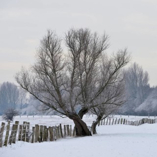 Old gnarled tree... Bislicher Insel (winter), Lower Rhine, North Rhine-Westphalia, Germany, rural