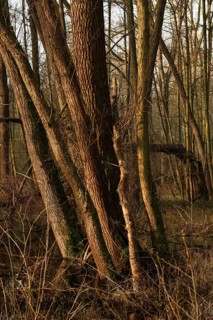 In the quarry forest, swamp forest... Meerbusch (Lanker Bruch), swampy alluvial forest, alder swamp