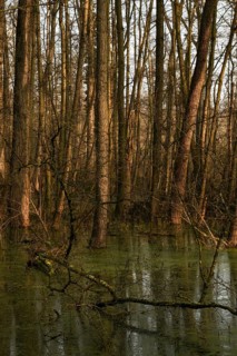High water level... flooded quarry forest, Lanker Bruch, swampy alluvial forest, alder quarry