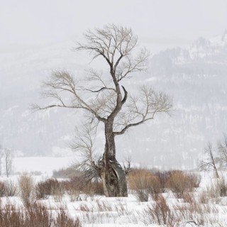 Striking... Oak (Lamar Vallery), striking, ancient tree, whimsically shaped by wind and weather,