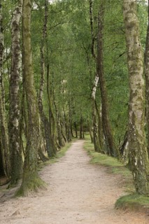 Sandy narrow path, idyllic trail, lined with birch trees... Birch avenue invites you to walk, hike,