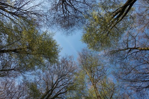 Spring is coming... View into the treetops of copper beeches (Fagus sylvatica) against blue sky in
