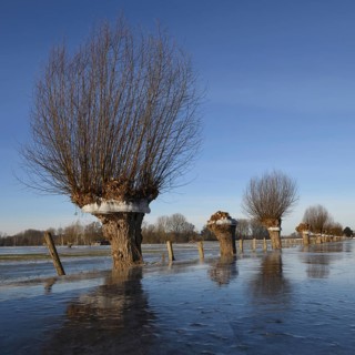 In frosty cold weather... Head willow (Rhine flood in winter 2020, 2021) with ice ring on Bislicher
