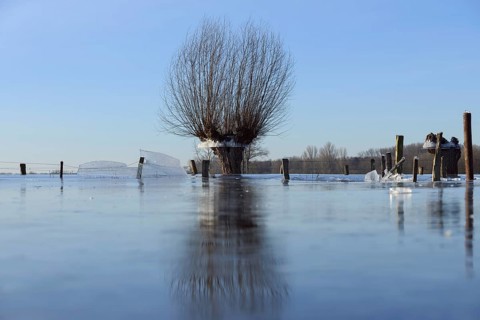 Land under... Pollard willow (Salix sp.) during the winter flood Rhineland 2020, 2021 locked in the