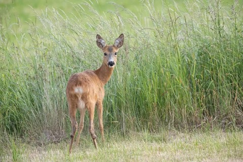 Roe deer (Capreolus capreoöus) Goat Germany