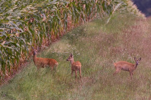 Roe deer (Capreolus capreoöus) Goat with fawn Germany
