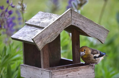 Hawfinch (Coccothraustes coccothraustes) Chicks at the birdhouse