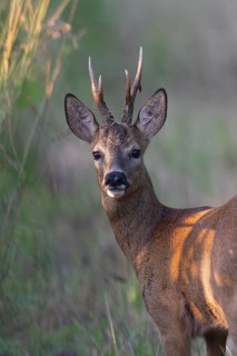 Roebuck in the vineyard in summer, Wittlich, Rhineland-Palatinate, Germany