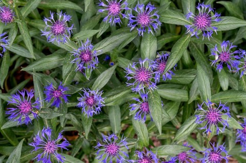 Knapweed (Centaurea), Bavaria, Germany
