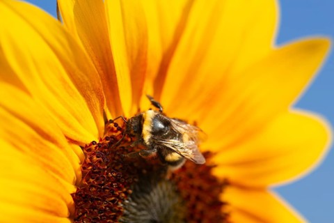 Close-up of a sunflower. A bee collects pollen and nectar from the flower