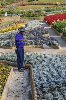 Laborer watering plants at Mae Fah Luang Gardens within the Doi Tung tourist attraction in Chiang