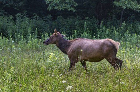 Wild North American Elk roaming free near the Oconaluftee Visitor Center at Great Smoky Mountains