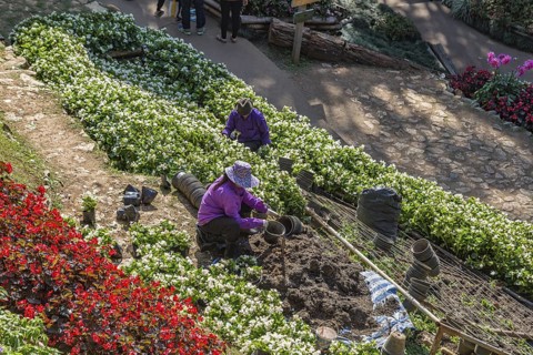 Tourists walking past colorful flowers and lush gardens while laborers maintain the grounds of the