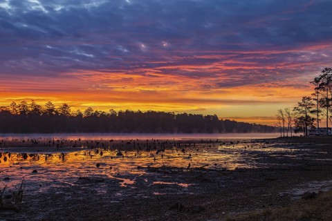 Stumps protrude from low water in Geiger Lake at sunrise in Paul B. Johnson State Park near
