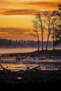 Stumps protrude from low water in Geiger Lake at sunrise in Paul B. Johnson State Park near