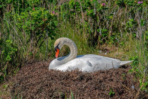 Breeding swan on nest Grossenbrode Baltic Sea