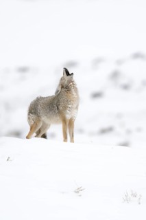 Coyote howling Coyote (Canis latrans) in winter, howling with head tilted far back, standing on a