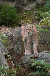 Stealthy hunter... Eurasian lynx (Lynx lynx), largest feline predator in large parts of Europe,