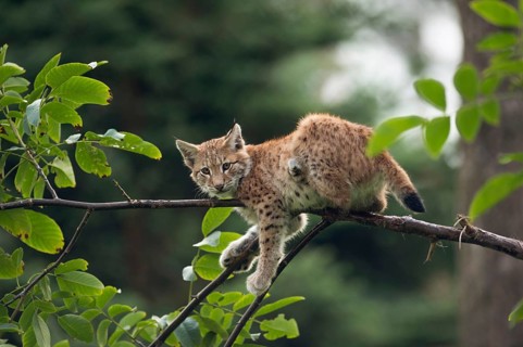 Take a break... Eurasian lynx (Lynx lynx), young lynx, apparently resting rather uncomfortably on a