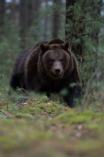 Through the undergrowth... European brown bear (Ursus arctos), loner on its forays through the