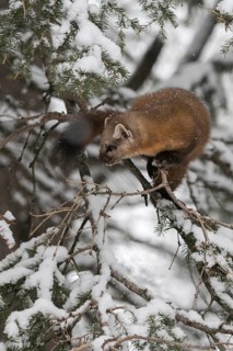 Agile... Pine marten (Martes americana) in winter during snowfall, skilfully climbing through the
