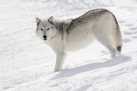 In the snow... Timberwolf (Canis lupus lycaon), white wolf in winter, shows all typical wolf