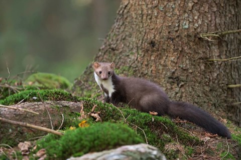 Attentive and agile... Stone marten (Martes foina), native marten, predator in the natural