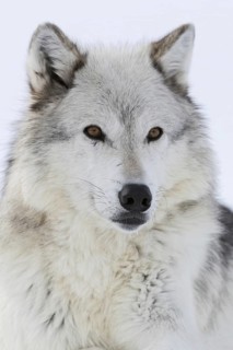 Grey wolf, Timberwolf wolf (Canis lupus) in winter, close-up, lying, wolf resting in the snow,