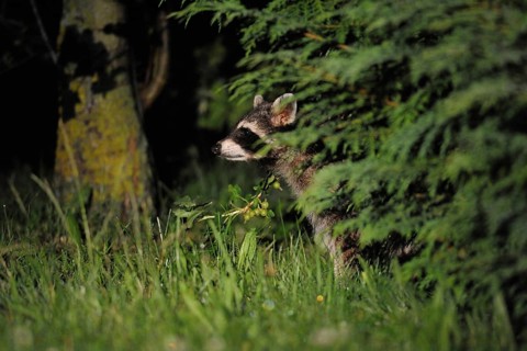 Life in hiding... Raccoon (Procyon lotor) in the middle of the night in a garden, almost everywhere