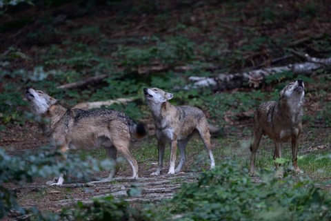 Howling of wolves... Grey wolves (Canis lupus), wolf packs after dark, European gray wolf, wolves