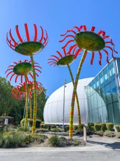 Sonic Bloom sculpture in front of the Anne Frank Tree, Seattle, Washington, USA, North America