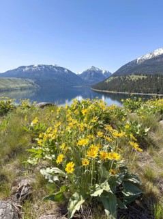Mountain lake with flowers in front of blue sky and snow-capped mountains, Wallowa Lake, Joseph,