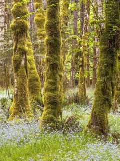Moss-covered trees at Lake Crescent, Olympic National Park, Washington, USA, North America